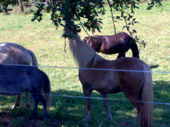 reittherapie-draegert002002.jpg
